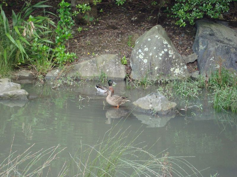 File:2011-07-10 -36 174 Ducks enjoys water feature.JPG