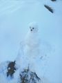 2012-10-30-47-8-snowman.jpg