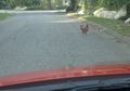 20140914 41,-73 Chicken.JPG