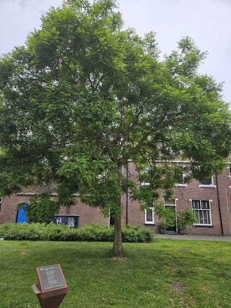 File:2024-05-21 52 6 Tree.jpeg