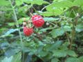 2012-07-11 46 6 08 raspberries IMG 1575.jpg