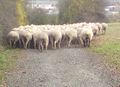 2012-11-08 50 8 sheepthumb.jpg