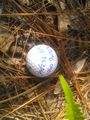 2012-09-03 31 -81 GolfBall.jpg