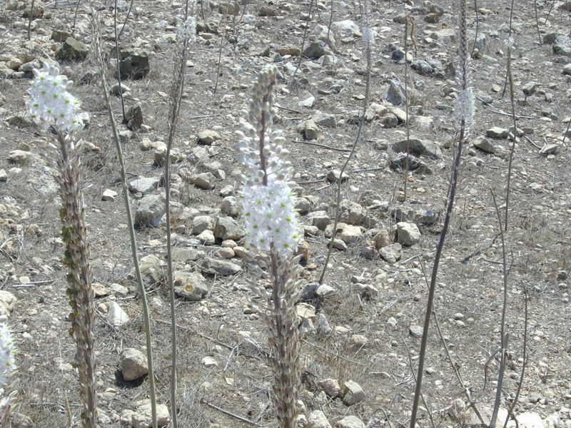 File:2012-09-16 32 35 squill.jpg