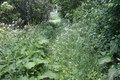 2014-06-06 50 11 overgrown path.png