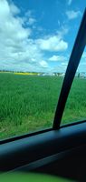 "view of green, low-grown field through car window"