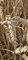 "closeup of wheat ears"