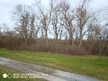 2020-03-08 - view from dike to hash-thicket.jpg