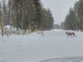 2024-03-30 66 29 02-reindeer-zoomed.jpg