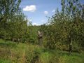 2009-08-23 50 12 apple trees.jpg