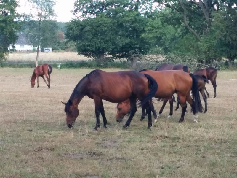 File:2018-09-01 53 11 10 Horses.jpg