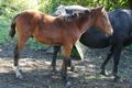 2012-10-14 51 0 horse.JPG