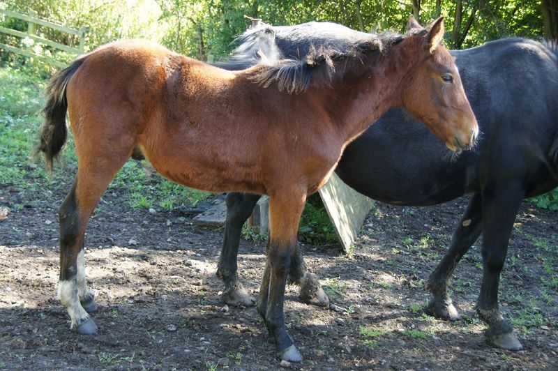 File:2012-10-14 51 0 horse.JPG