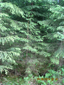 Spruces grow very thickly 8.6.2014 62 27.png
