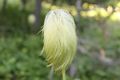 2009-08-22 western pasqueflower.jpg