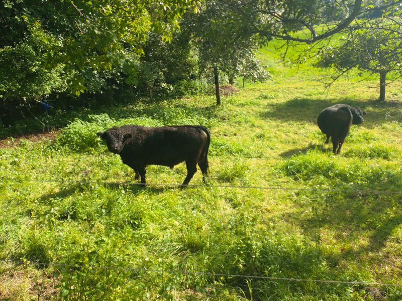 File:20210707 49-8 Cow 2.JPG