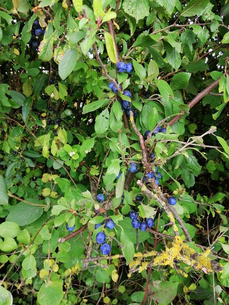 File:2024-10-01 48 11 blueberries.jpg