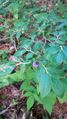 2017-07-23 wildBlueberries.jpg