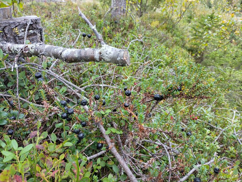 File:2024-08-25 65 30 07-crowberries.jpg