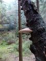 2014-10-26 50 14 mushroom2.jpg