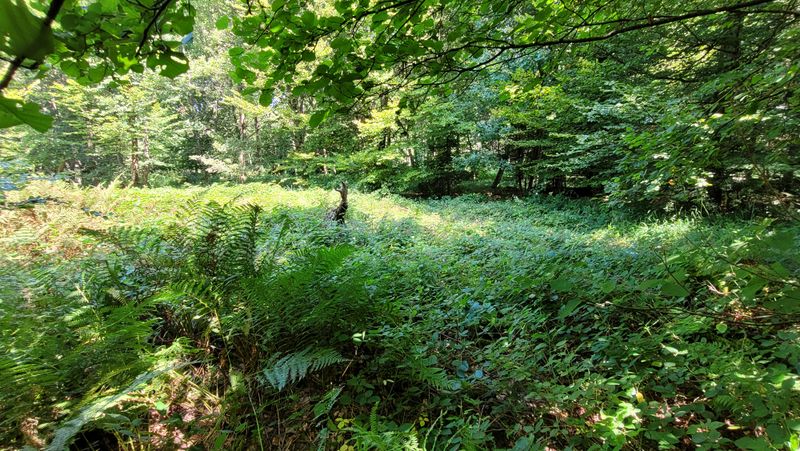 File:2024-08-12 47 8 blackberries.jpg