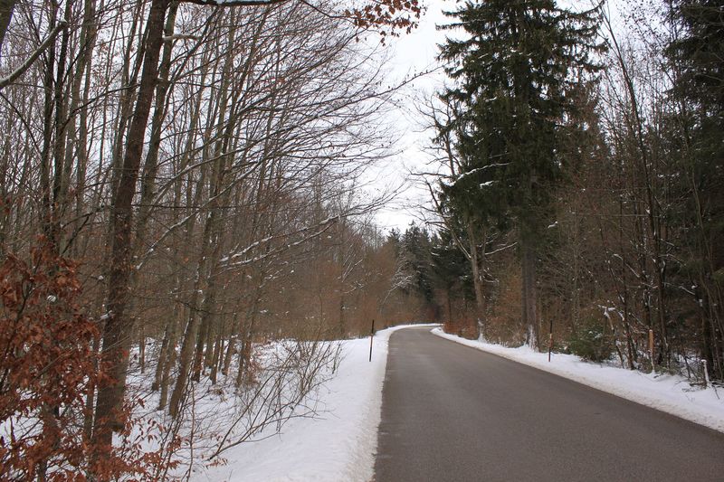 File:Zertrin 2013-01-27 48 11 - road through the forest 1.JPG