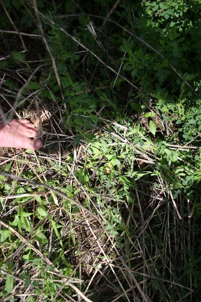 File:BarefootCory First Find.jpg