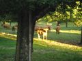 2013-07-31 47 8 cows.jpg