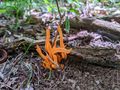 2021-08-15 fungus.jpg