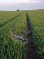 2014-04-29 50 10 feep brought his bike ... into the field.jpg