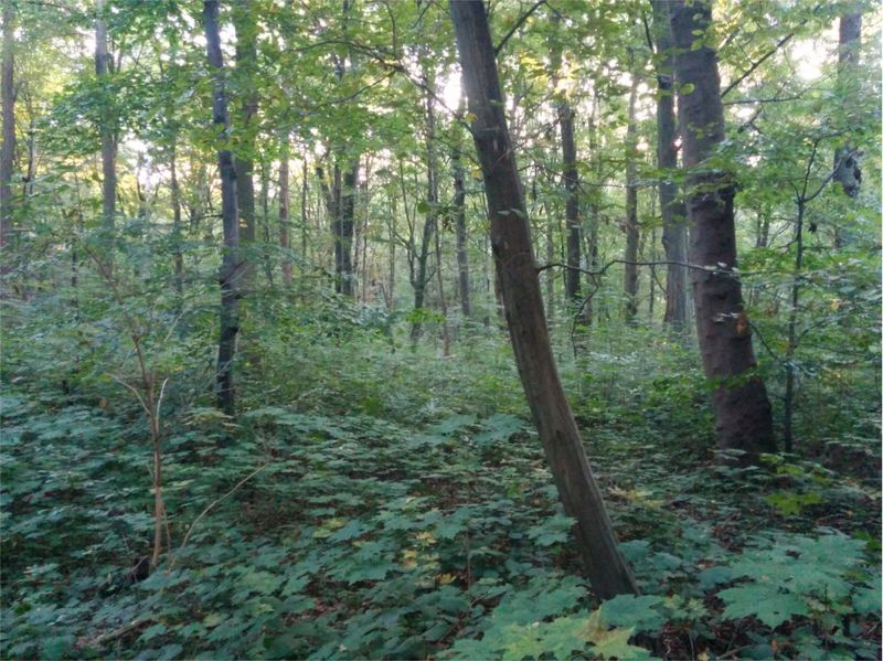 File:2015-10-01 52 09 07 Forest.jpg