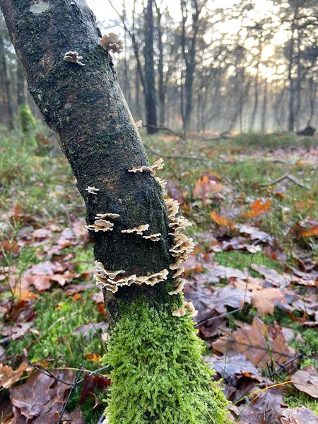 File:2021-01-09 52 5 Tree.jpg