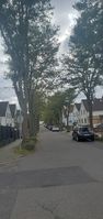 "road ornamented with tree rows"