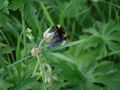 2011 07 08 48,9 at the meadow.JPG