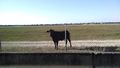 2014-04-12 25 -80 265 cow.jpg