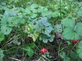 20090716-48-7-walderdbeeren.jpg