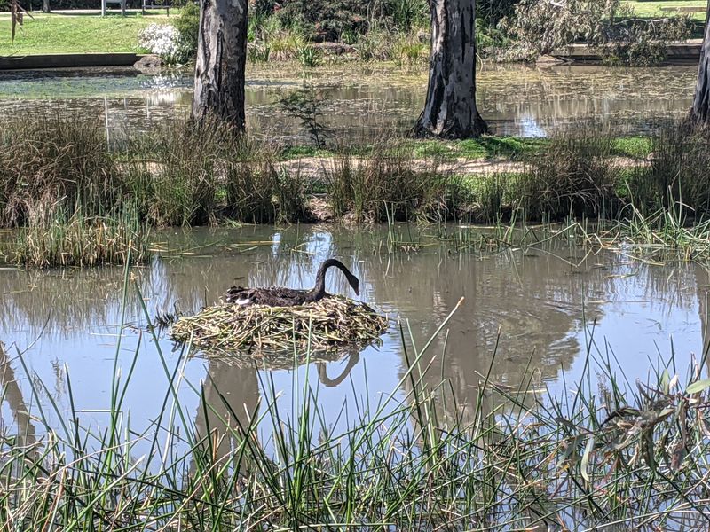 File:2022-10-20 -37 144 Swan Nest.jpg