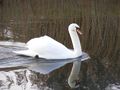2013-02-18 52 0 swan.jpg