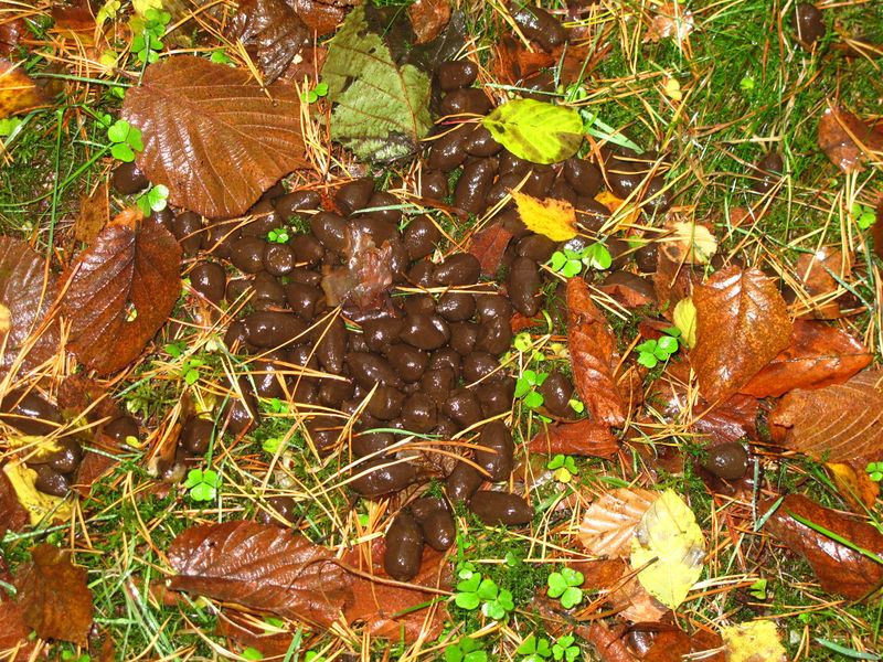 File:101024-8 Elk droppings near by.JPG