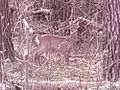 2022-04-12 52 9 01 Deer.jpg