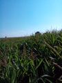 2014-07-26 47 -0 corn.jpg