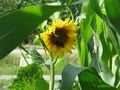 2011-07-16 48 8 sunflower.JPG