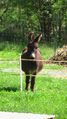 2004-04-19 49 8 13 donkey.JPG