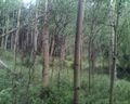 2012-07-12 39 -106 woods.JPG