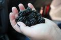 2008-09-14 blackberries.jpg