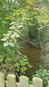 "river flowing towards camera, surrounded by shrubs and trees"