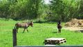 2004-04-19 49 8 14 donkeys.JPG