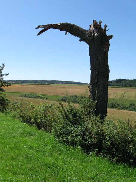 File:2009-07-27 47 9 DeadTree.jpg