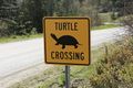 2009-05-02 turtle crossing.jpg