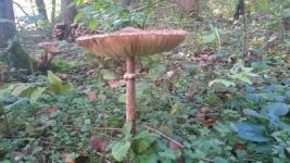 2024-10-17 48 11 mushroom.jpeg